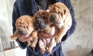 Catelusi shar pei cauta casa noua
