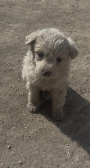 vand pui catel  - imagine 2