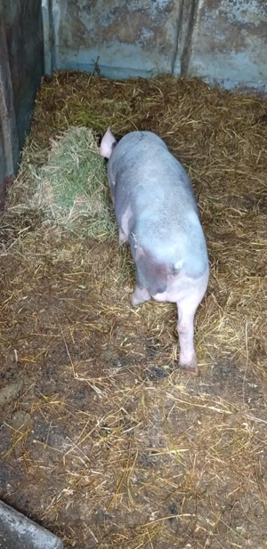 Purcei de vinzare - imagine 2