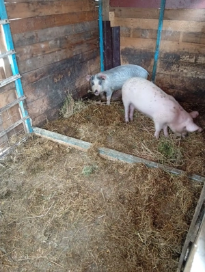 Purcei de vinzare - imagine 4