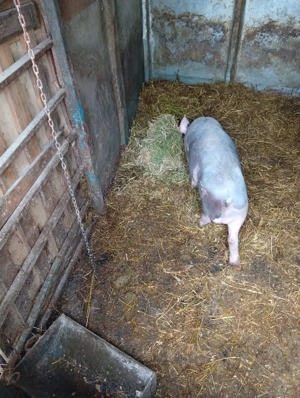 Purcei de vinzare - imagine 3