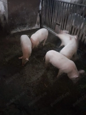 grasuni de vânzare  - imagine 3