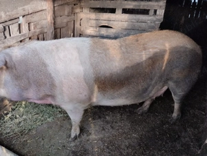 Vând scroafă Duroc 300 kg,++ Sat Rași.