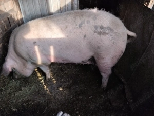 Scroafa de vânzare! Sat Rași! - imagine 2