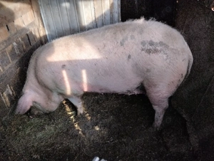 Scroafa de vânzare! Sat Rași! - imagine 3