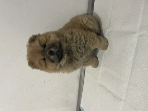 Fetiță chow chow pufoasă și jucăușă