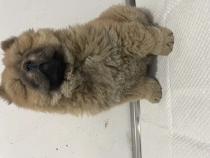 Fetiță chow chow pufoasă și jucăușă - imagine 5