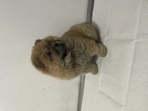 Fetiță chow chow pufoasă și jucăușă - imagine 2