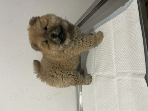 Fetiță chow chow pufoasă și jucăușă - imagine 4