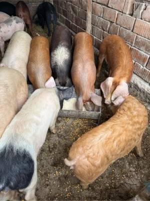 Grăsuni 50 - 100 kg preț de la 800 lei 