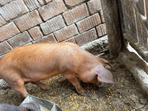 Vier marele alb 130kg, avem si grasuni - imagine 3