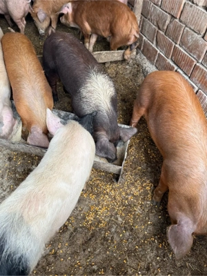 Vier marele alb 130kg, avem si grasuni - imagine 4