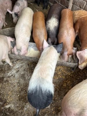 Grăsuni 50 - 100 kg preț de la 800 lei  - imagine 4