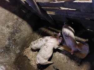 Purcei de 10 săptămâni 