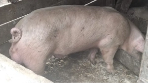 Vier marele alb 130kg, avem si grasuni