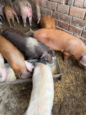 Vier marele alb 130kg, avem si grasuni - imagine 5