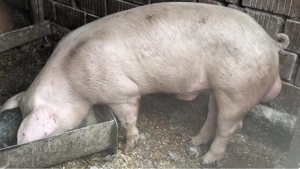 Vier marele alb 130kg, avem si grasuni - imagine 2