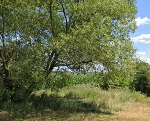 Teren intravilan 6000 mp în Drăgești Ungurești   ideal pentru casă sau agricultură