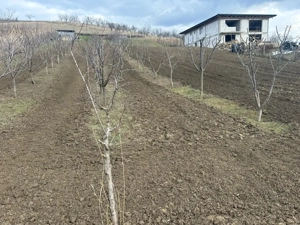 Teren Intravilan Vulturi,Popricani - imagine 4