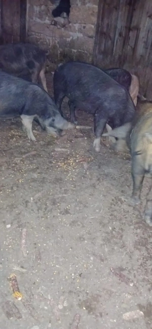 Porci de vanzare  . - imagine 2