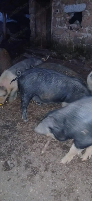 Porci de vanzare  .