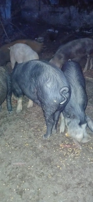 Porci de vanzare  . - imagine 5