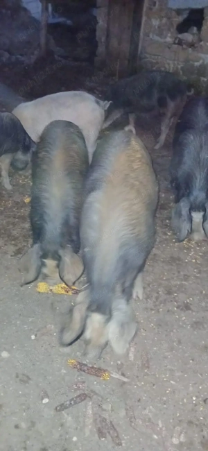 Porci de vanzare  . - imagine 3