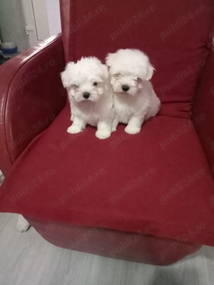 Băiețași bichon maltez - imagine 2