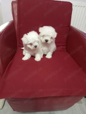 Băiețași bichon maltez - imagine 3