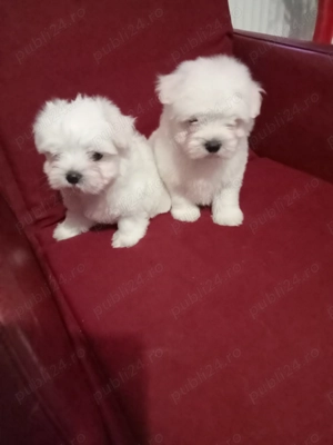Băiețași bichon maltez - imagine 4