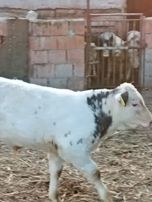 vând tăuraș  - imagine 2