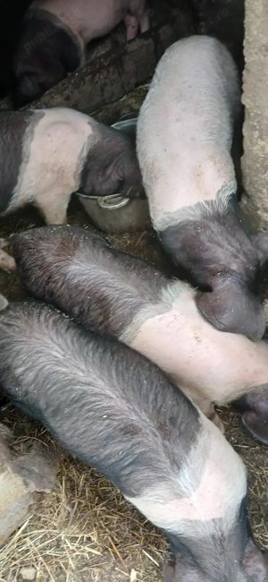 Purcri de vanzare . - imagine 4