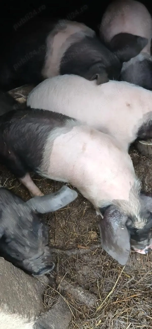 Purcri de vanzare . - imagine 2