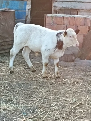 vând tăuraș  - imagine 4