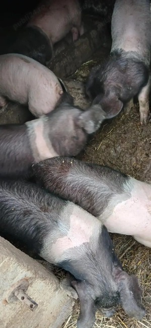 Purcri de vanzare . - imagine 5