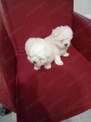 Băiețași bichon maltez - imagine 5