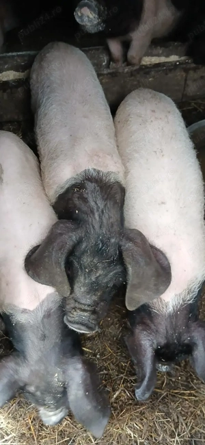 Purcri de vanzare . - imagine 3