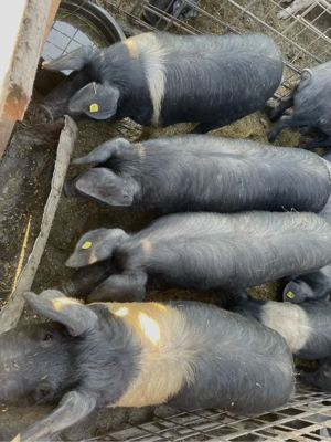 Vand purcei de origine Bazna  - imagine 3