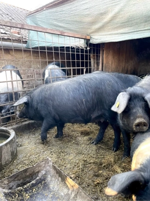 Vand purcei de origine Bazna  - imagine 4