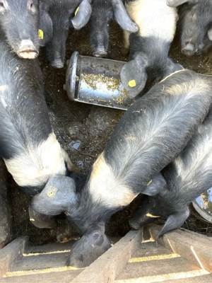 Vand purcei de origine Bazna  - imagine 2