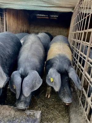 Vand purcei de origine Bazna  - imagine 5