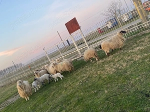 vand 9 oi 4 cu miei  - imagine 3