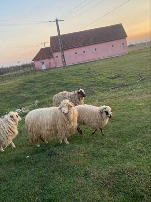 vand 9 oi 4 cu miei  - imagine 5