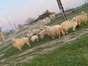 vand 9 oi 4 cu miei  - imagine 2