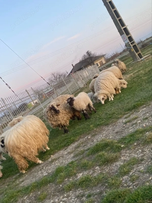 vand 9 oi 4 cu miei  - imagine 4