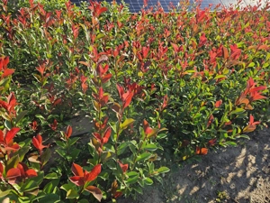 Photinia Carre Rouge (Gard viu sau solitar)