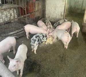 Soldani cauta alta casa 