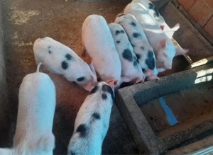 Soldani cauta alta casa  - imagine 2