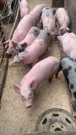 Vand purcei 7saptamani - imagine 2