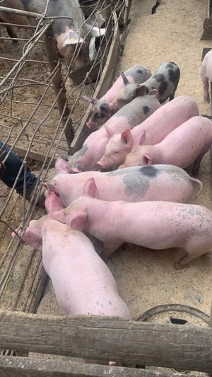 Vand purcei 7saptamani - imagine 3